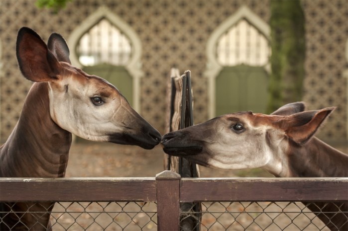 Zoo Antwerpen/Jonas Verhulst